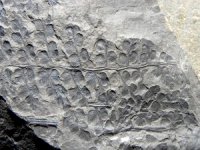 Sphenopteris